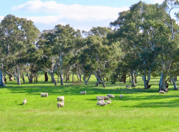 Lot 9 Mount Burr Road, Monbulla, SA 5277