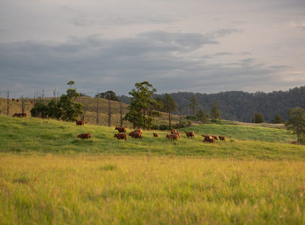 Wiangaree, NSW 2474