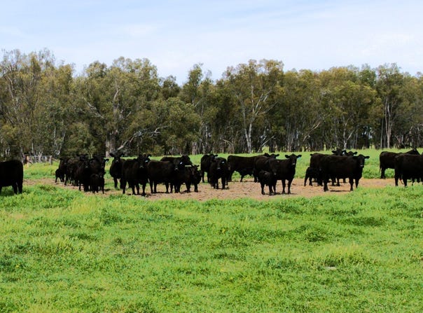 2796 Wangaratta-Yarrawonga Road, Peechelba, Vic 3678