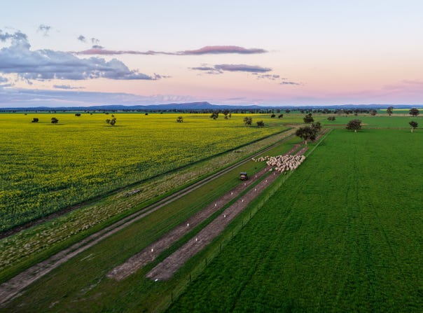 Westwood, 528 Forest Road, Forbes, NSW 2871