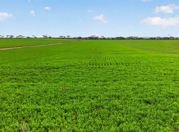 'Shepherds' Thomas Plains Road, Thrington, SA 5552