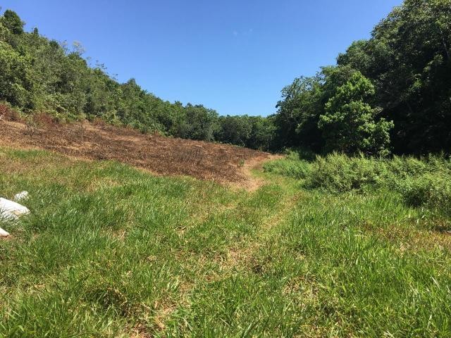 CHIPPENHAM PARK, BAMBOO