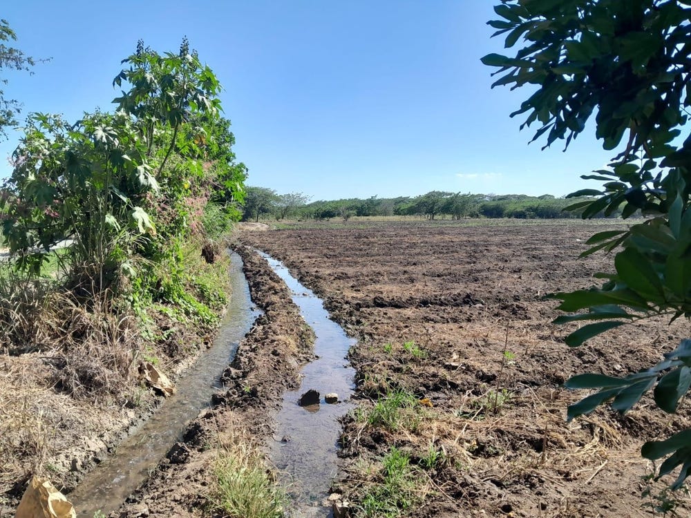 BUSHY PARK ST CATHERINE