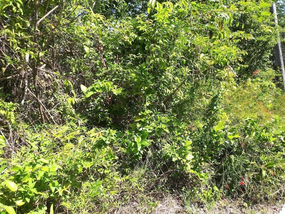 PALM ROAD, KNOCK PATRICK