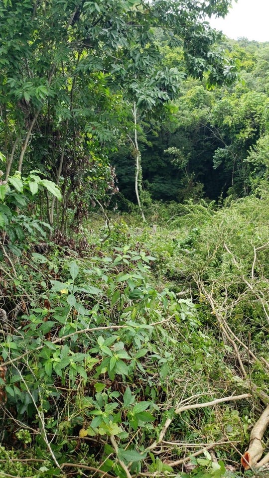 ORCHARD GARDENS, HOPEWELL, Hopewell, Hanover Parish