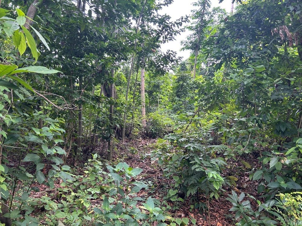 39 Nelson St, Buff Bay, Portland Parish