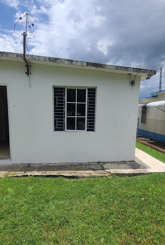 BOSTON FERN WAY ELTHAM VI