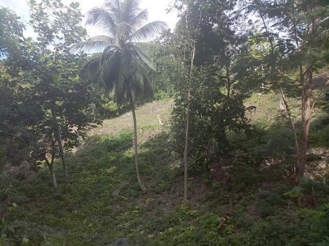 SPRING GARDENS, READING