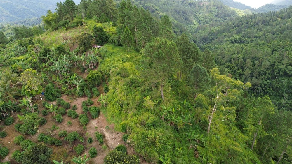 WRAY PIECE, SPRING HILL