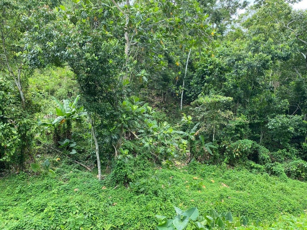 LINDOS HILL, WITHORN