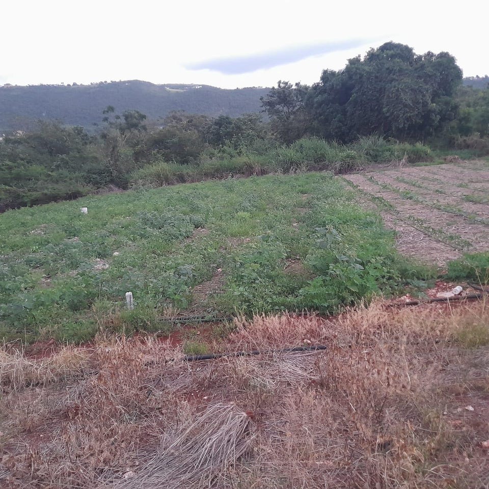 GAYLETOWN, TOP HILL, Top Hill, St. Elizabeth