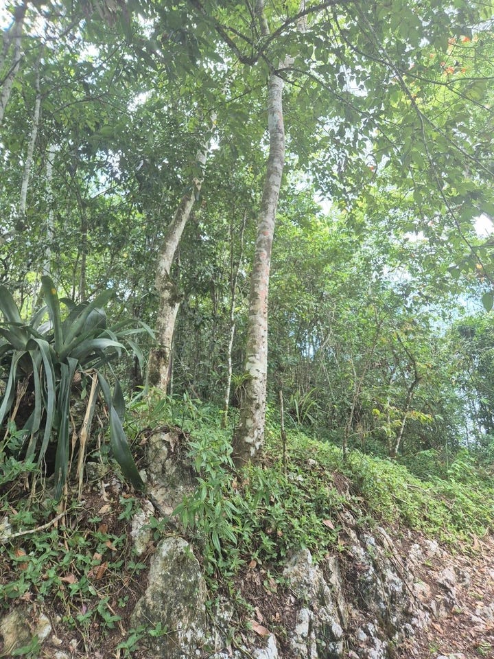 9 COOPERS HILL, Red Hills, St. Andrew