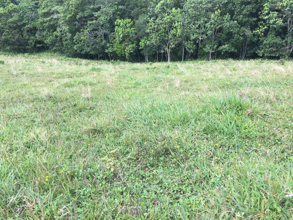 CHIPPENHAM PARK, BAMBOO