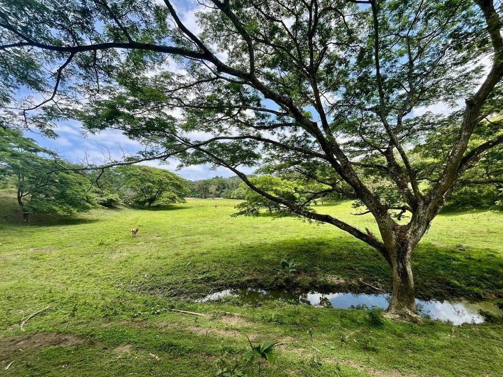 LAND PART OF RILEY,LUCEA, Riley, Hanover