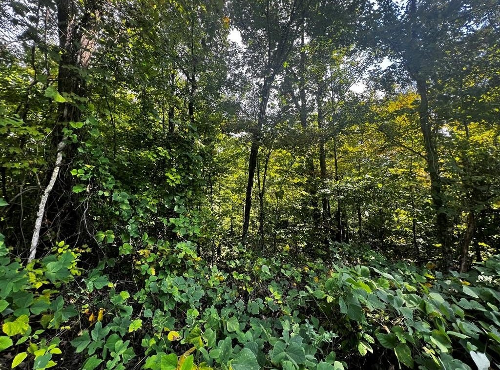 000 Carol Drive, Jamestown, TN 38556 Land for Sale