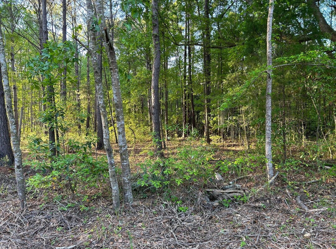 7437 Andy Road, Hollywood, SC 29449 Land for Sale