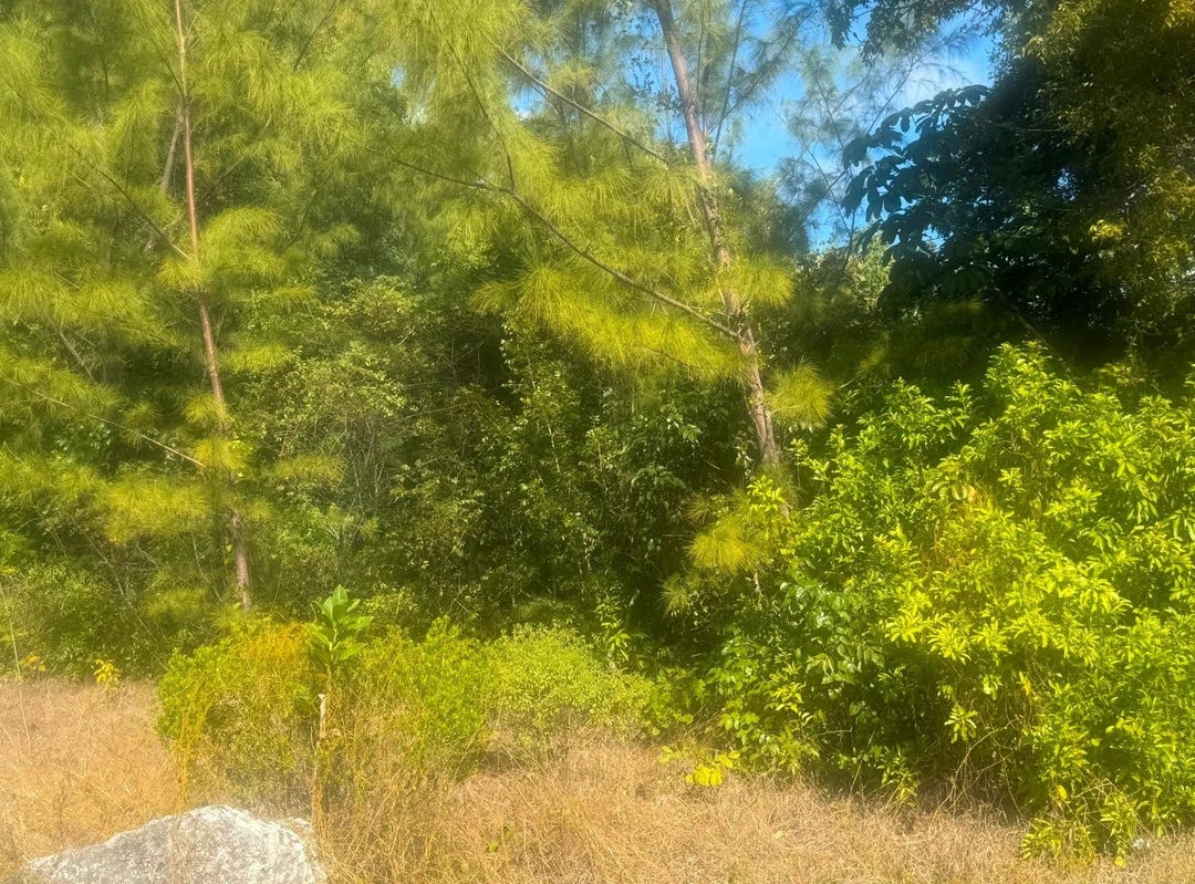 leicester-county-grand-bahama-freeport-terrain-en-venta-realtor