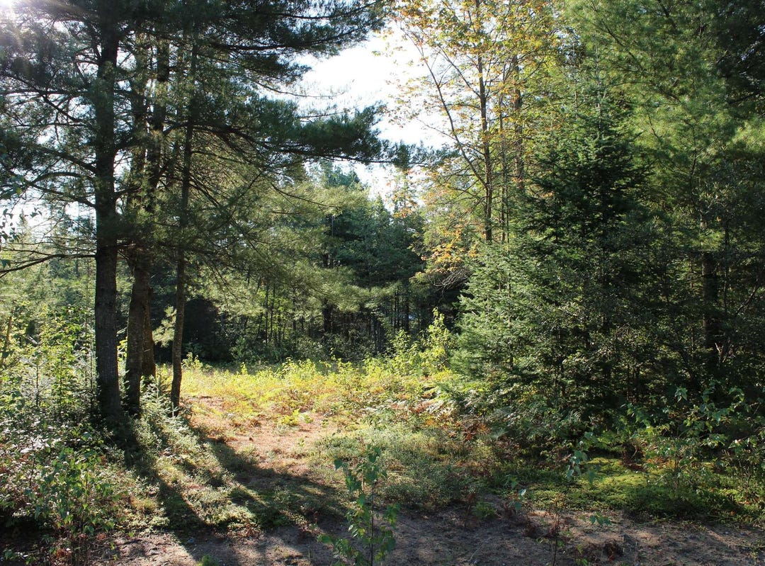 Rue des Ronces, SainteChristinedAuvergne, QC G0A1A0, CA, Sainte