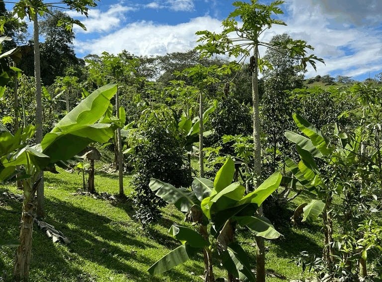 7.24 ACRES â€“ Unique Fruit Farm with 840 Fruit Trees, Spring, Stream