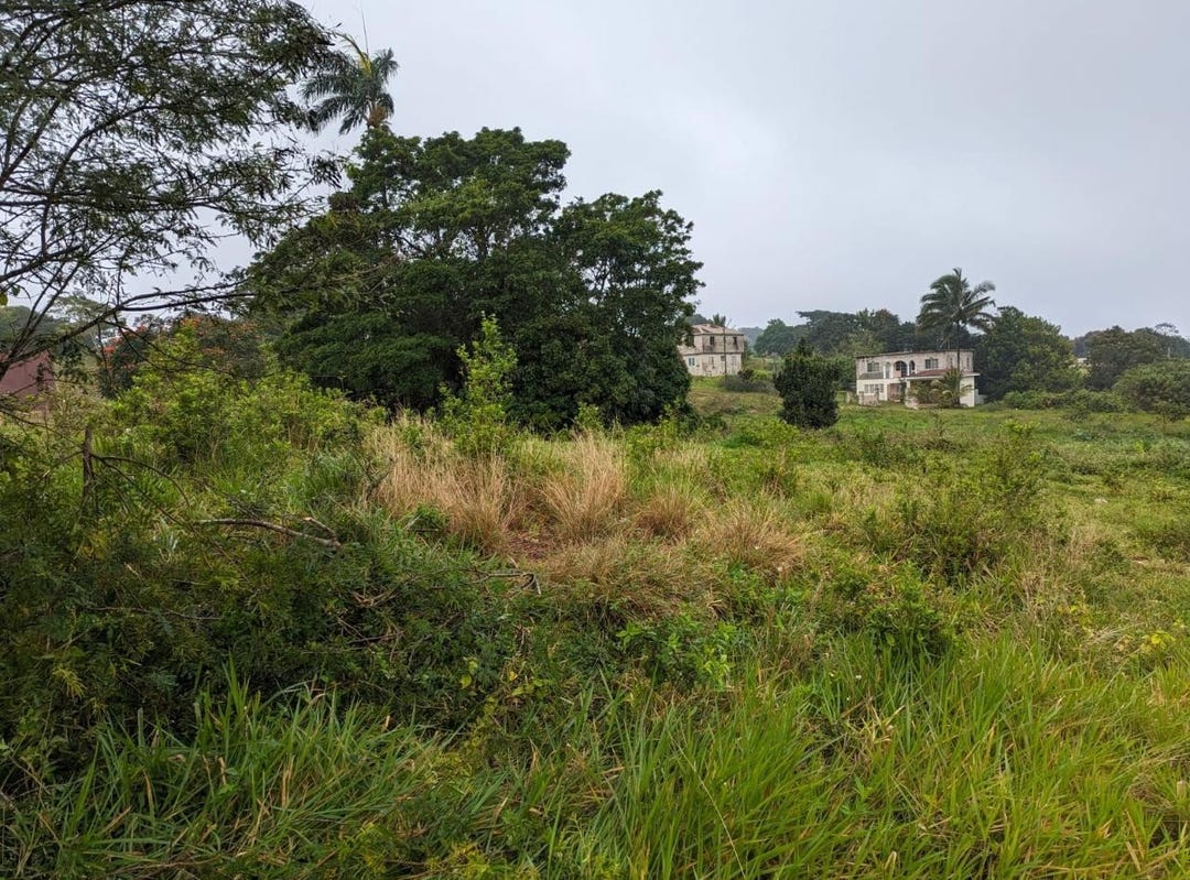 CEDAR GROVE, Mandeville, Manchester Parish Land for Sale