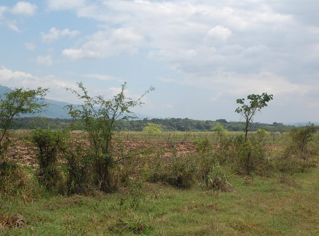 BOGUE, SAINT ELIZABETH, 2278, St. Elizabeth Parish Land for Sale