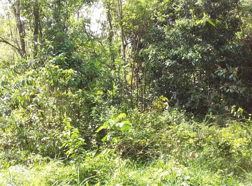 HUNTLEY CASTLE, PISGAH, Santa Cruz, St. Elizabeth Parish Land for Sale