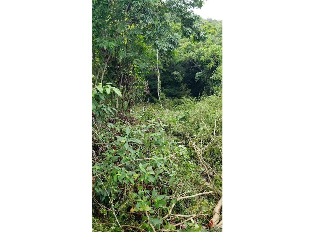 581 ORCHARD GARDENS, HOPEWELL, Hopewell, Hanover Parish Land for Sale