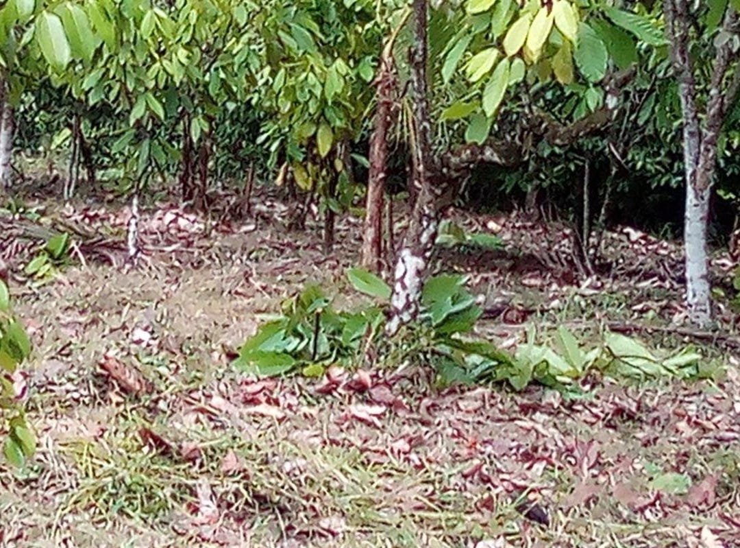 PT. HOPEWELL, Highgate, St. Mary Parish Land for Sale