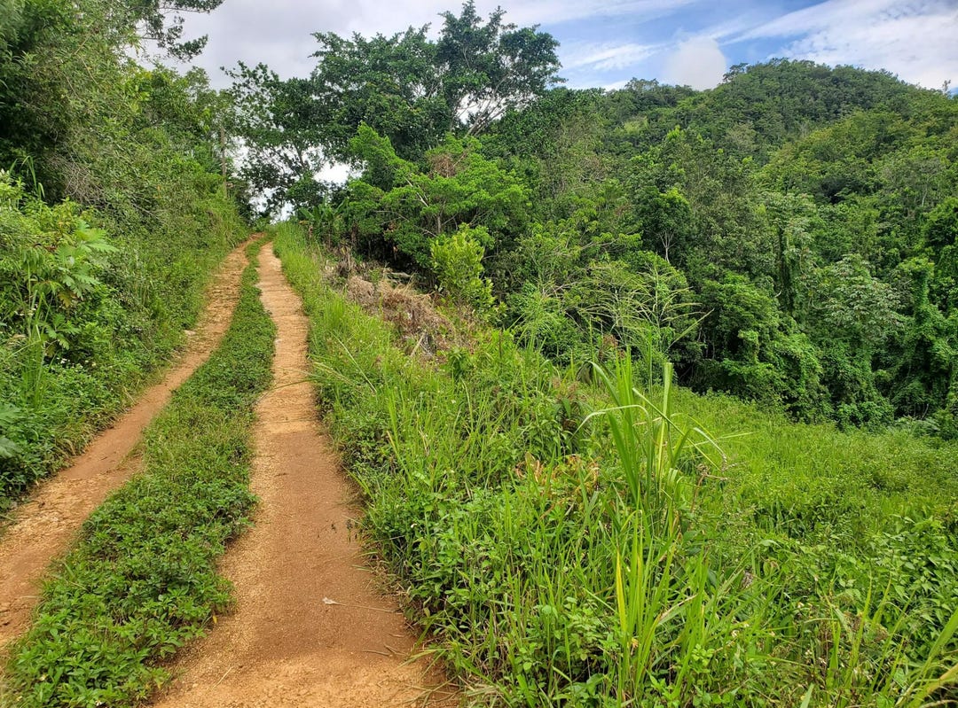 SPICEY GROVE, Sligoville, Saint Catherine Parish Land for Sale