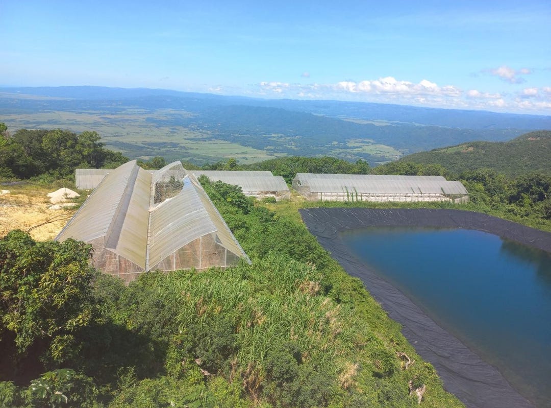 AMBY, MAIDSTONE, MANCHEST, Maidstone, Manchester Parish Land for Sale