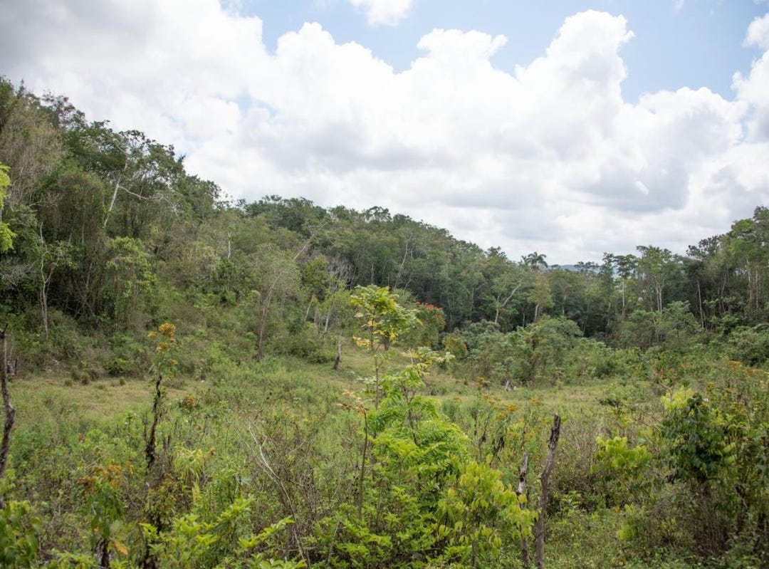 PHOENIX PARK, MONEAGUE, Moneague, St. Ann Parish Land for Sale