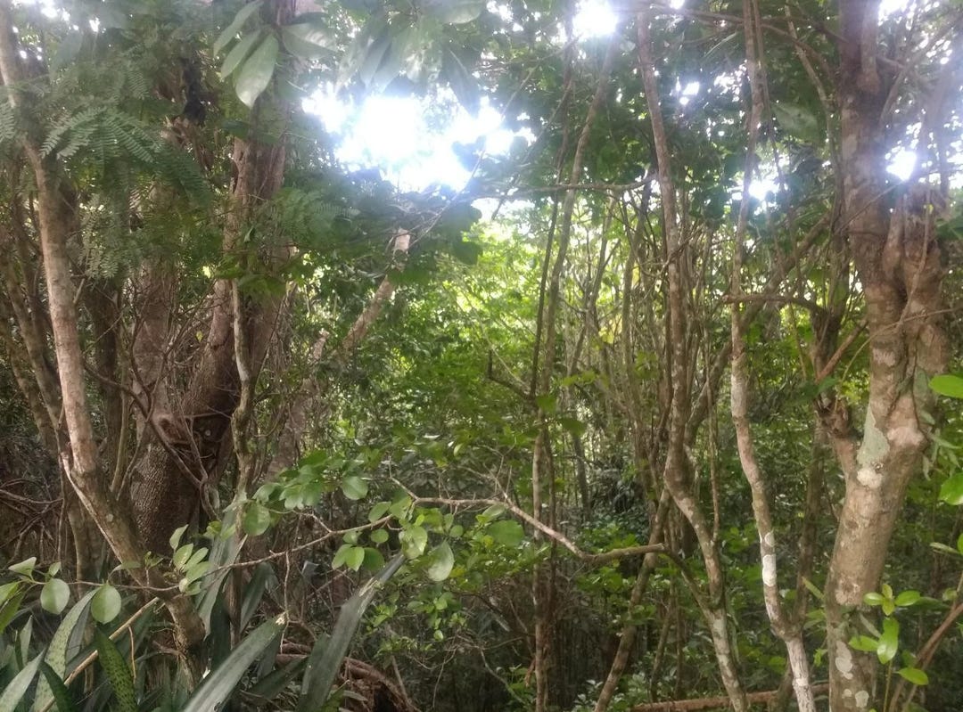 Lot 4 SWAIN SPRING ROAD, MAVERL, Red Hills, St. Andrew Parish Land for