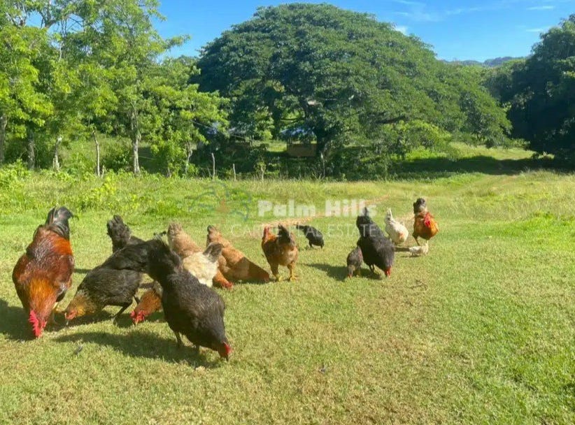 de Yasica, de Yasica, Puerto Plata Land for Sale