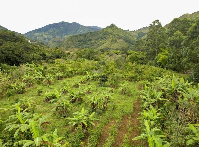 "Land for sale near Vilcabamba privacy and agricultural potential