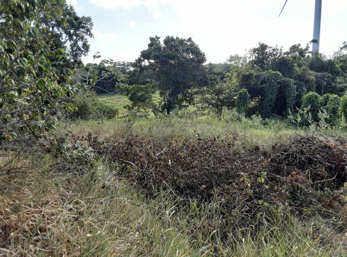 ROSE HILL, Mandeville, Manchester Parish Land for Sale