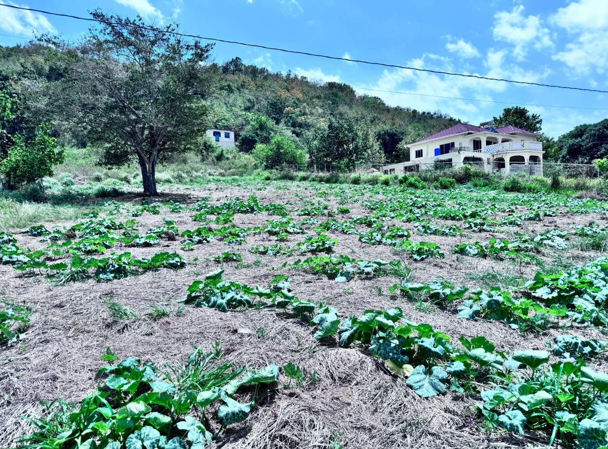 BALLARDS VALLEY, JUNCTION, 2312, St. Elizabeth Parish Land for Sale