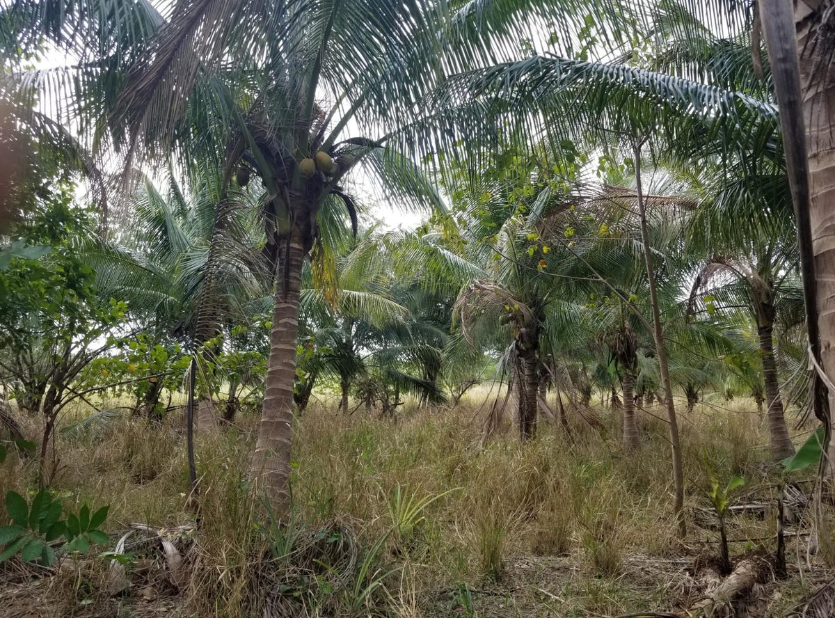 COLBECK PEN, Old Harbour, Saint Catherine Parish Industrial/Warehouse