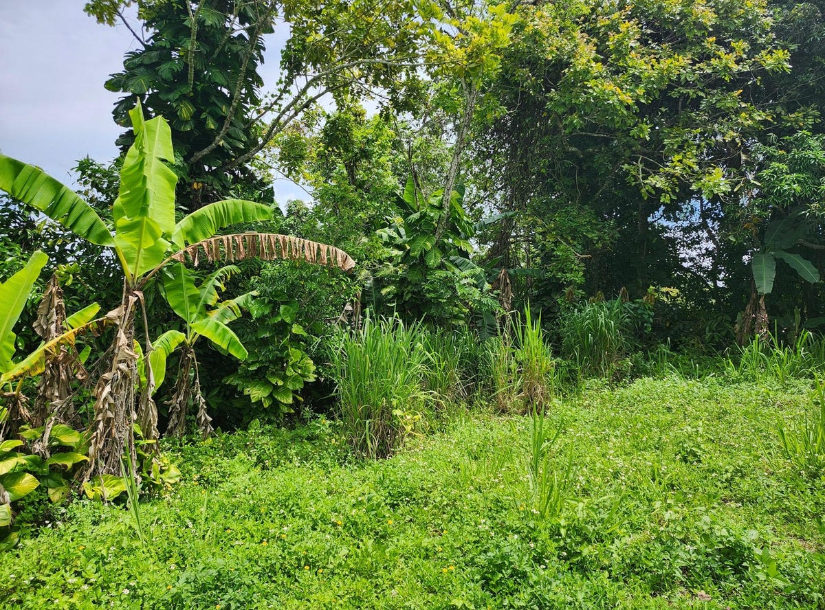 ALBERT TOWN P.O. TRELAWNY, Albert Town, Trelawny Parish Land for Sale