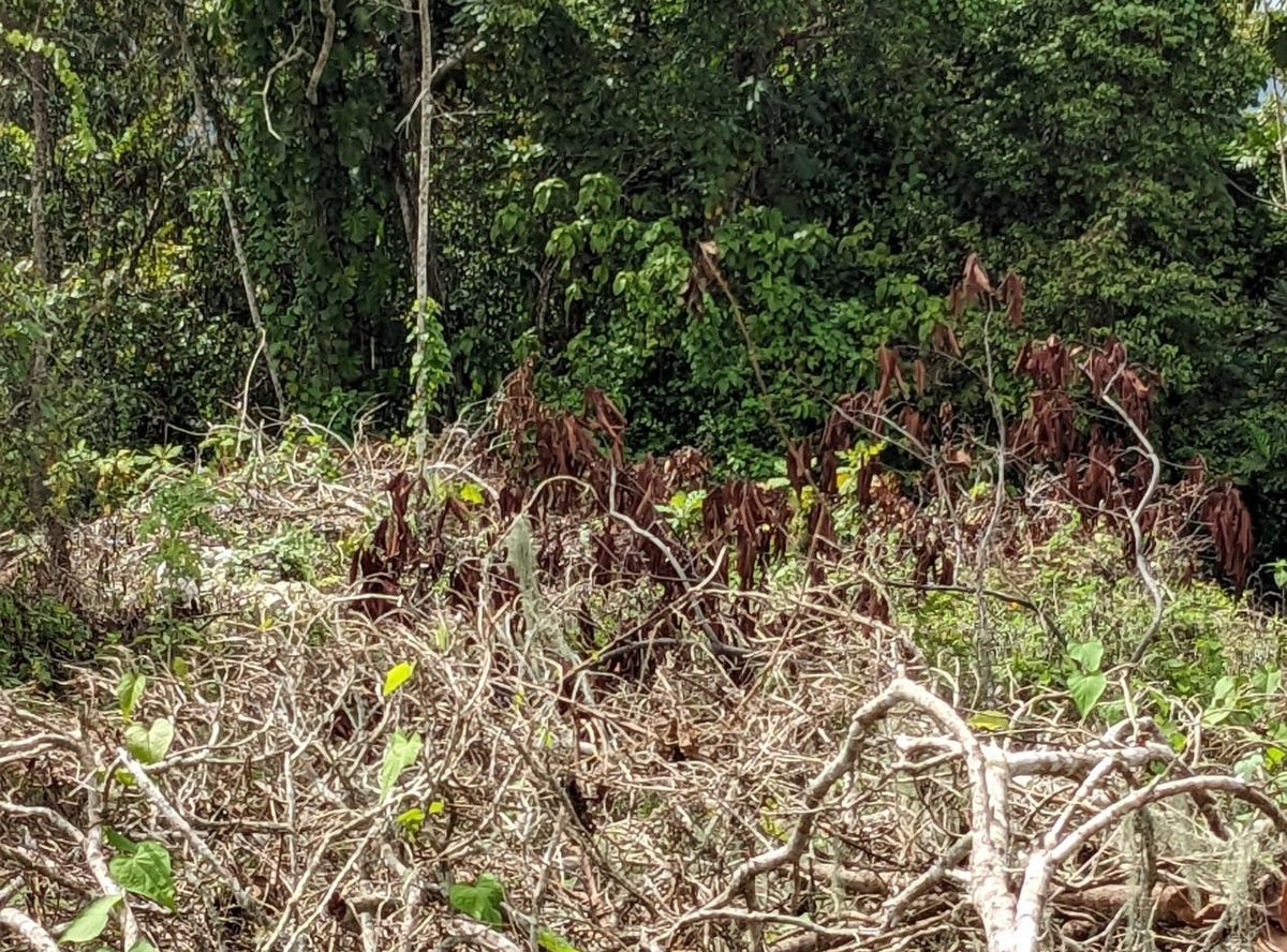 EPWORTH ST. ANN, 718, St. Ann Parish Land for Sale