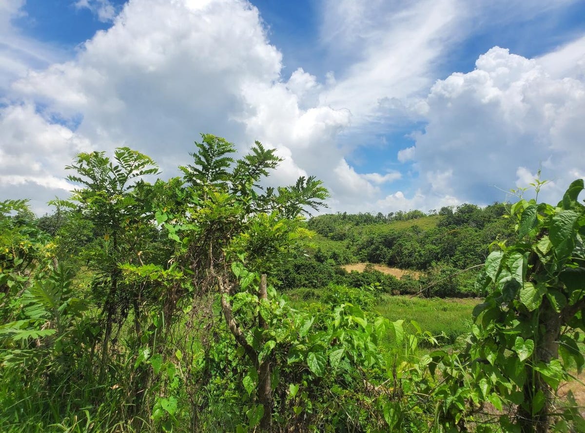 GOLDEN SPRING, St. Ann's Bay, St. Ann Parish Land for Sale