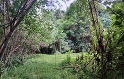 lot 3 Aore Coffee Plot, Aore Island, 