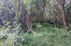 lot 3 Aore Coffee Plot, Aore Island, 