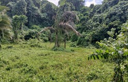 lot 3 Aore Coffee Plot, Aore Island, 