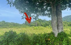 Kerteh, Terengganu 24300