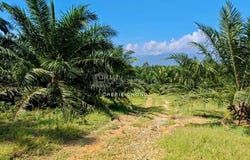 Kuala Kangsar, Perak 31100