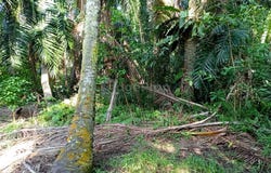 Jalan Kampung Perepat, Kapar, Selangor 42200