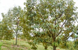 Raub, Pahang 26700