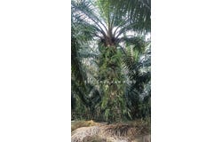 Beruas, Perak 32700