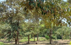 Batang Kali, Selangor