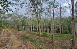 kampung Rasau, Muallim, Perak 35800